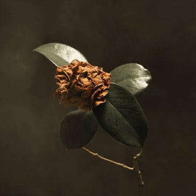 Young Sick Camellia - St. Paul & The Broken Bones [CD]