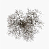 Tree - John Metcalfe [CD]